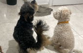Moro y Logan